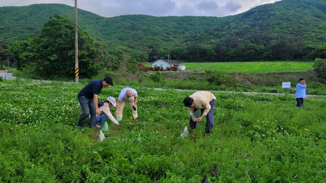 해남군 현산면 호박 모종심기 작업 현장