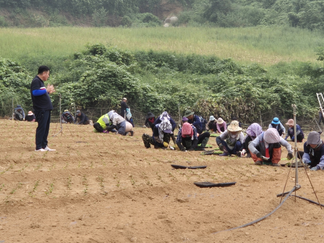 진도 농가 봄동 정식 작업 현장