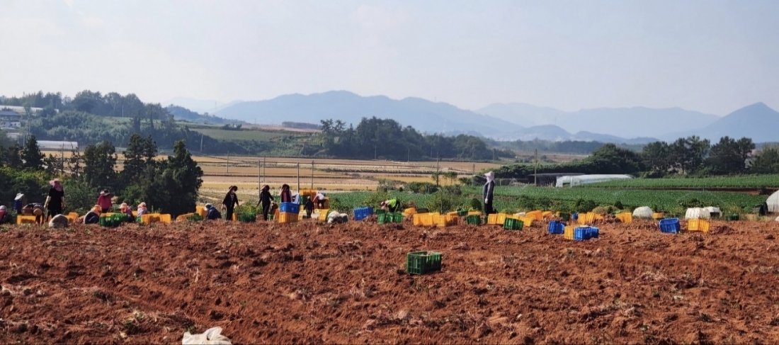 해남 마산면 조해남농가 고구마 수확 작업 현장