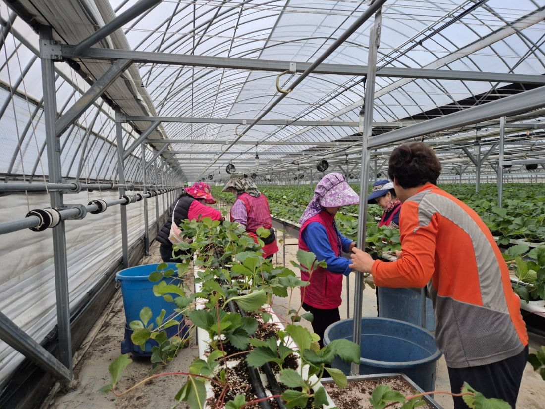 해남 북일면 유재용농가 딸기 잎 작업 현장