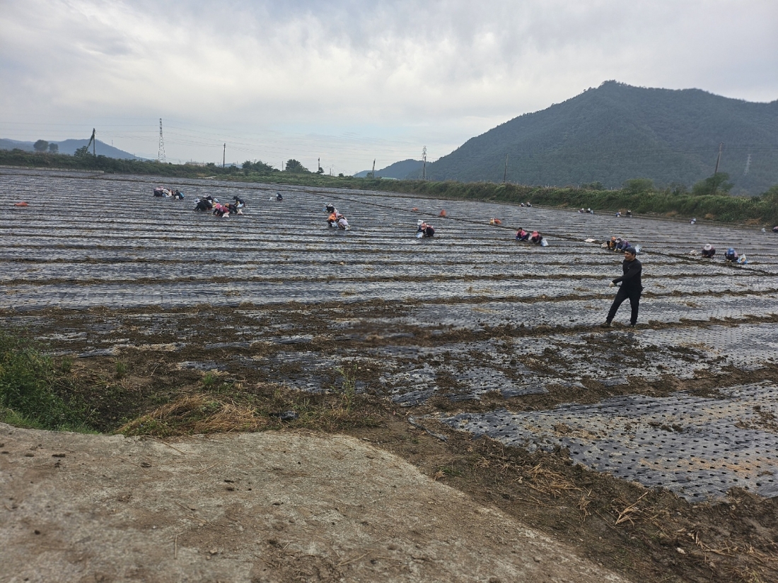 해남 산이면 공하옥농가 마늘 심기 작업 현장