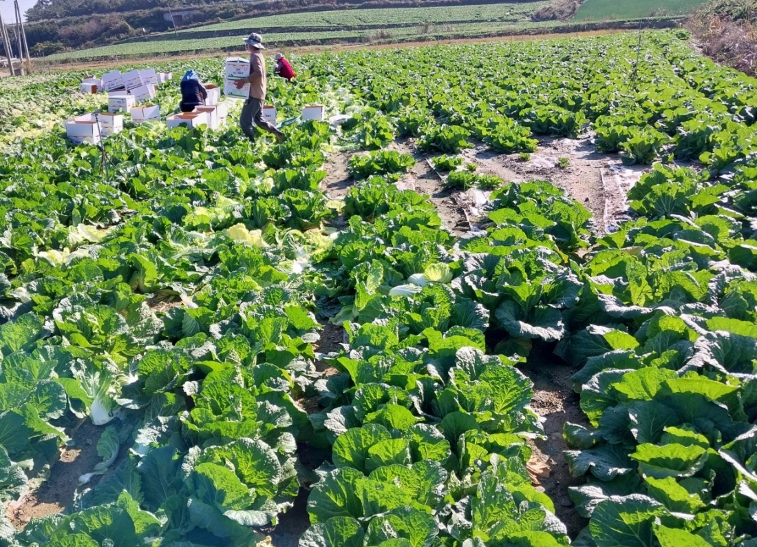 진도 군내면 박옥열농가 봄동 작업 현장
