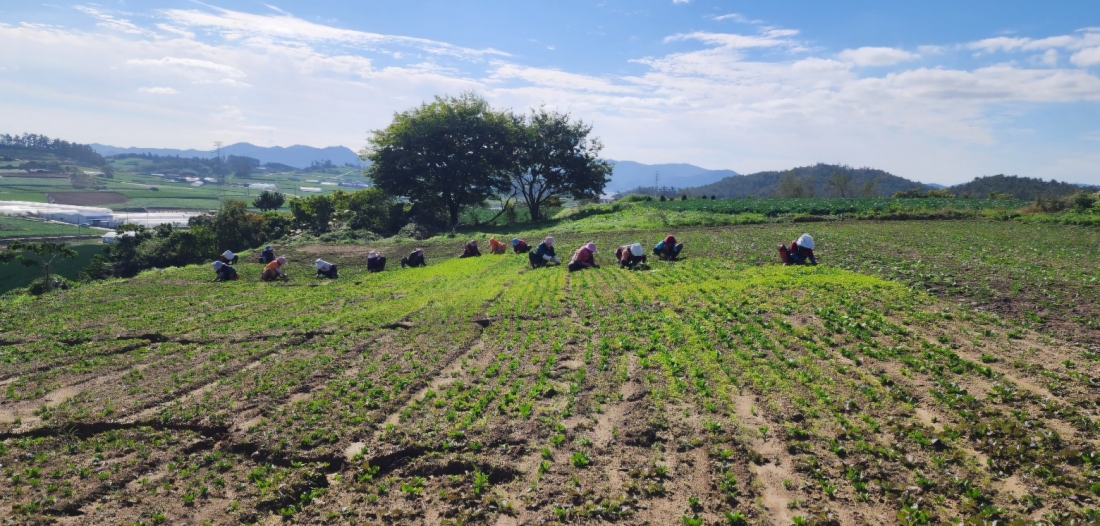 해남 화산면 장재영농가 봄동 정식 작업 현장