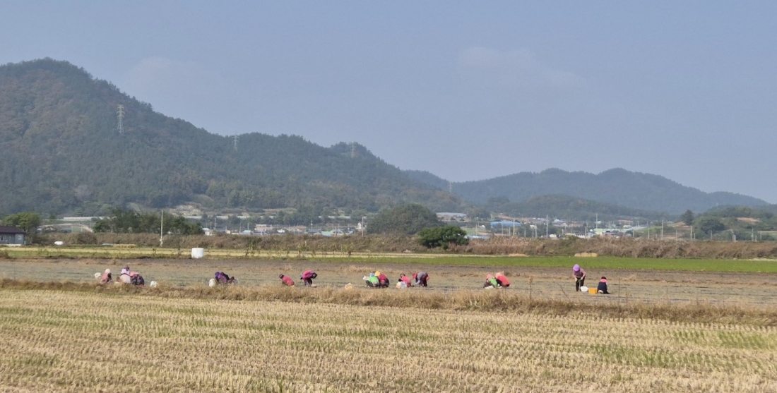 해남 화산면 장재영농가 양파 정식 작업 현장