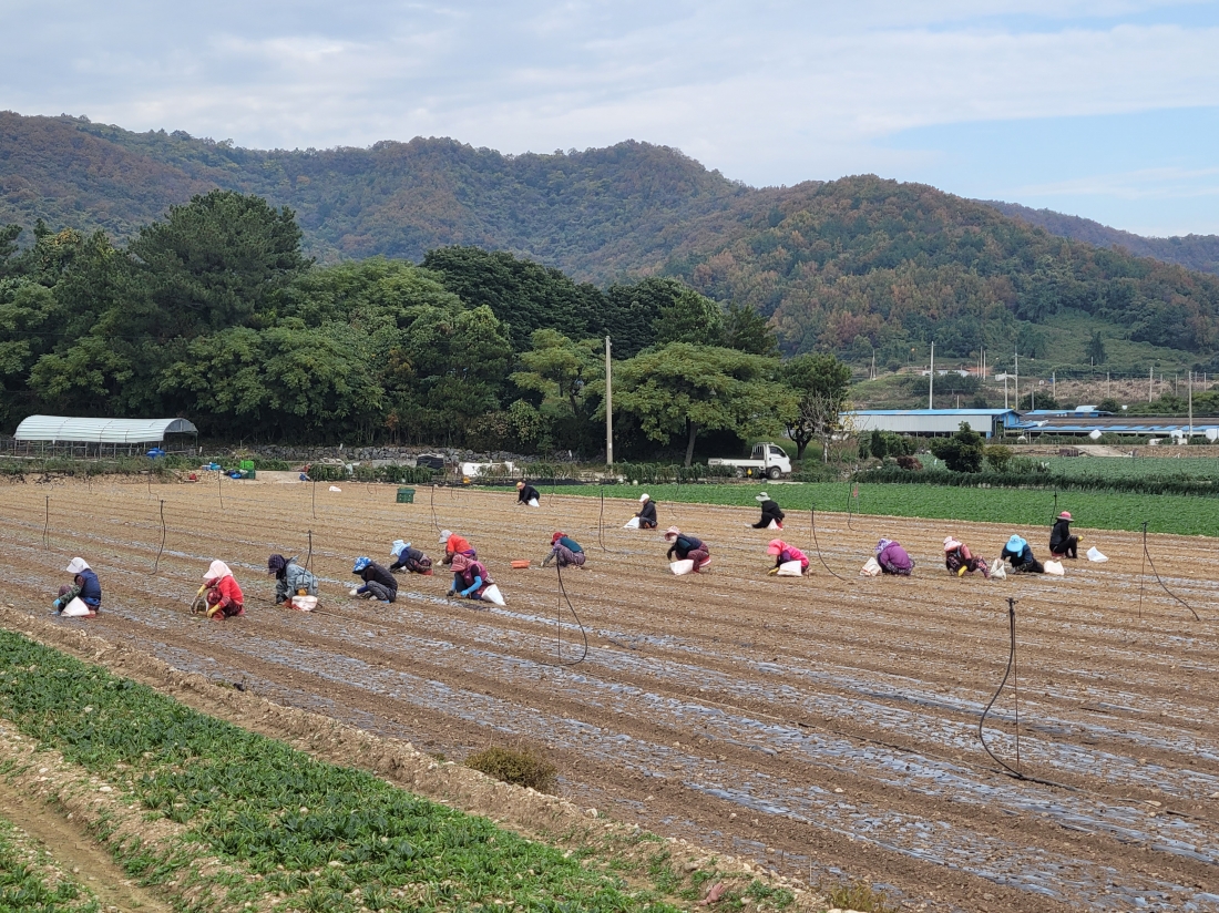진도 고군면 조양조농가 양파 정식 작업 현장
