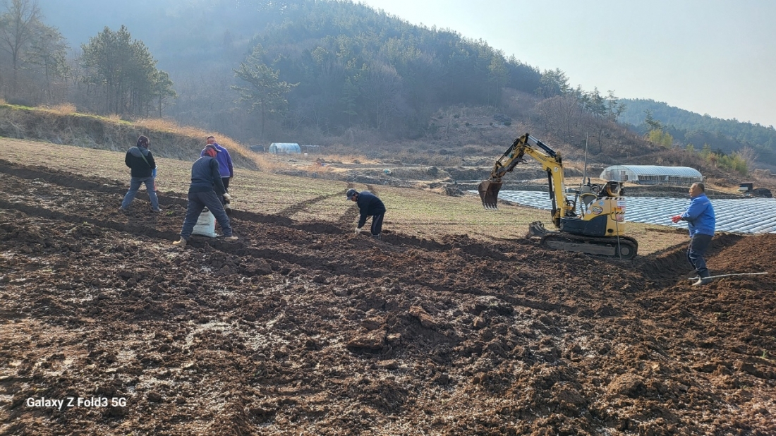 보성군 득량면 두릅 종자만들기 및 파종