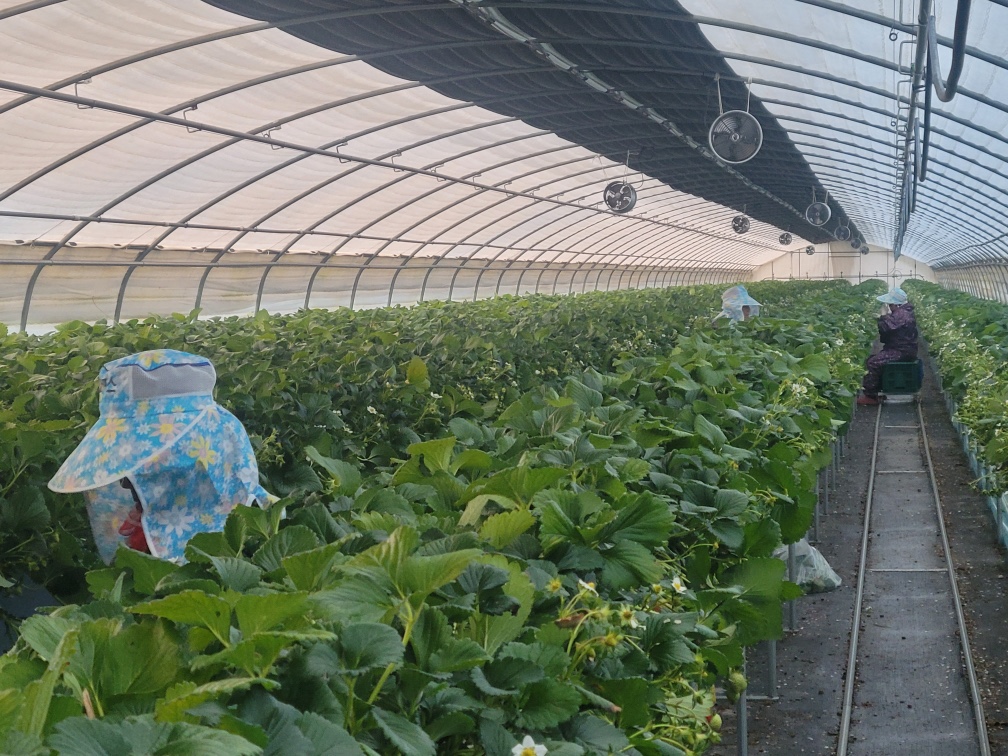 보성군 벌교읍 딸기 곁순치기, 포장 작업